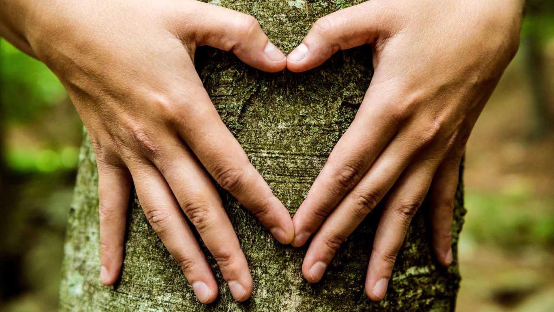 Zwei Hände, die vor einem Baumstamm ein Herz formen