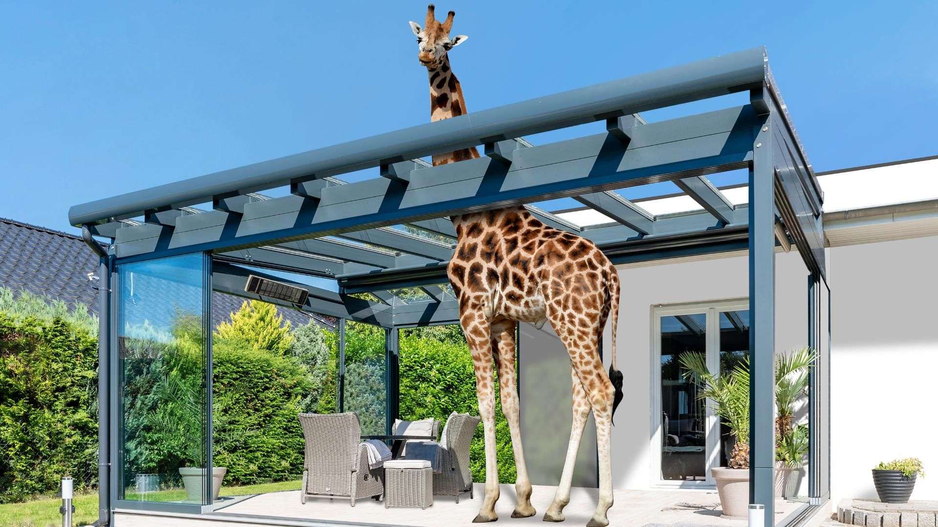Terrassendach unter dem eine Giraffe steht, der Hals guckt durch das Schiebedach oben raus
