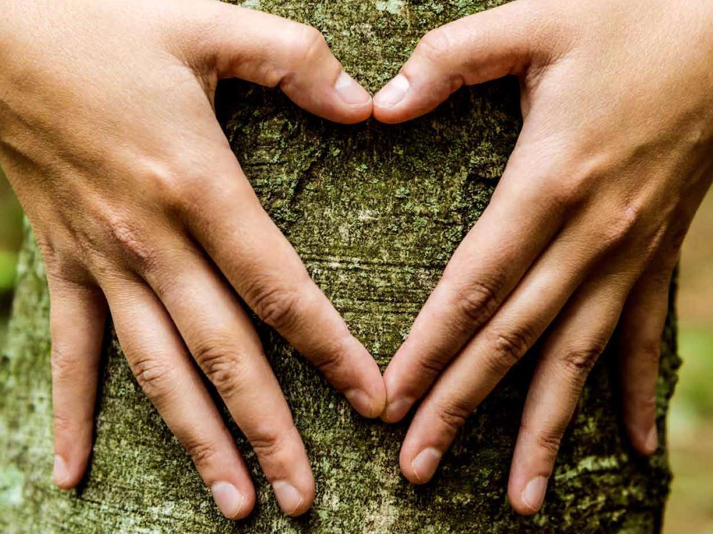 Zwei Hände, die vor einem Baumstamm ein Herz formen